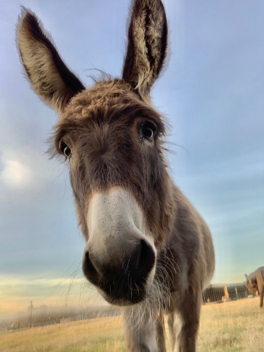 TXHorseRescue's tweet photo. We are so excited to start off the new year with a new website!  I would love to hear what you think.  We are still adding to it but are excited about the new look.  Check out https://t.co/rQv7vjj47u https://t.co/dsIVs0WB0r