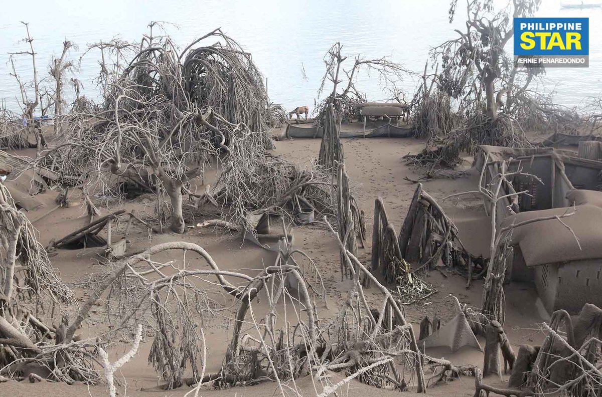 Ashfall Effects Trees and houses at the foot of Taal Volcano are partly buried in deep ...