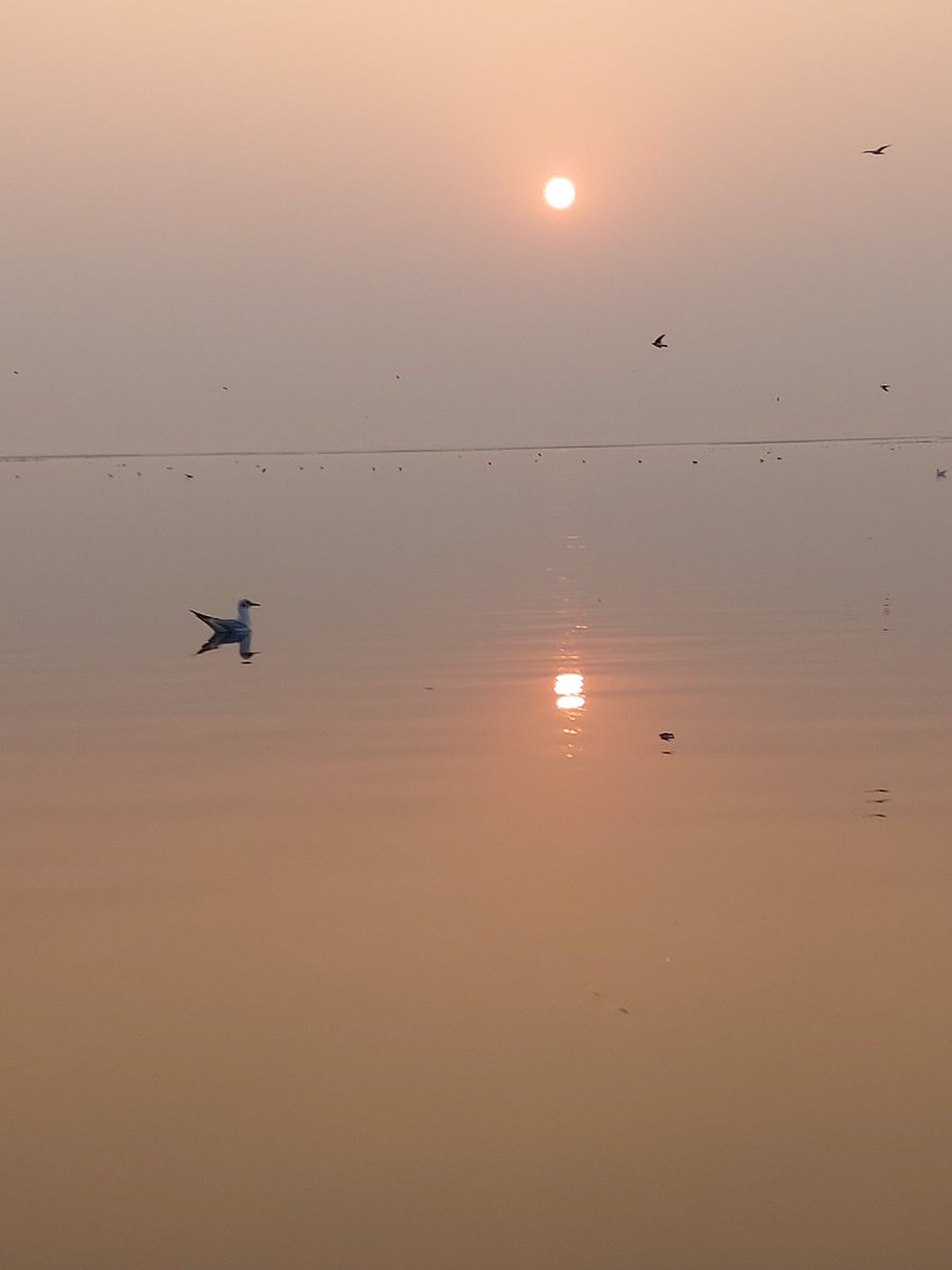@GujaratTourism @DeshGujarat 
#birdsanctuarygujarat #nalsarovar #birdphotography #birdwatching