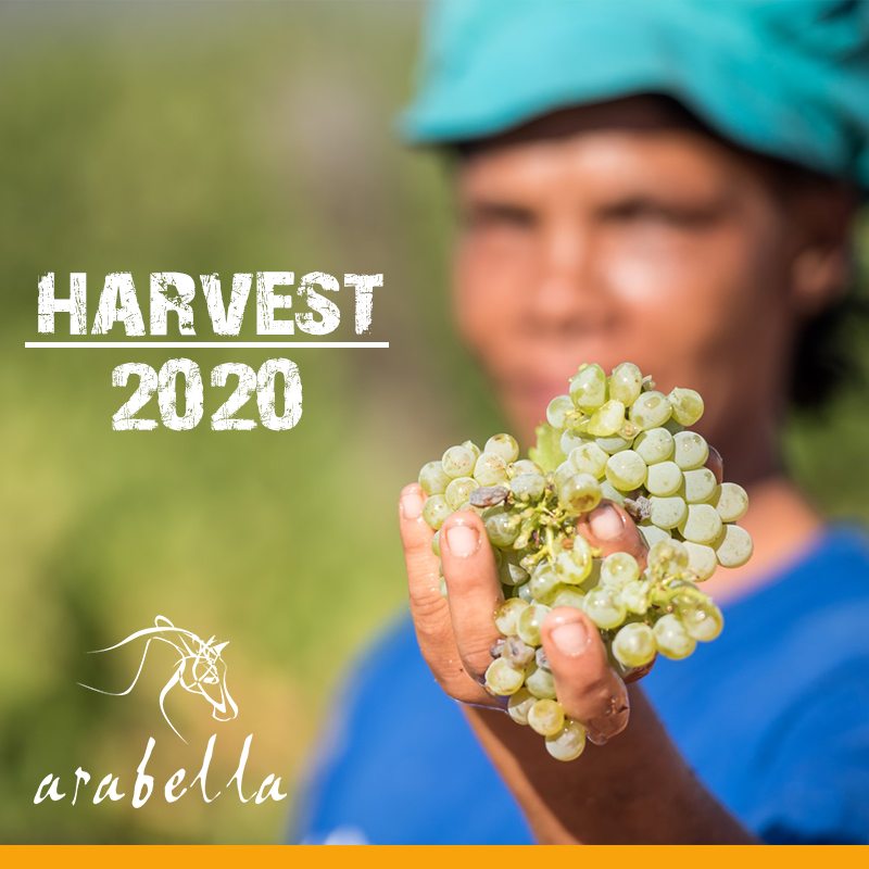 ArabellaWines's tweet photo. Our harvest is an event!
#arabellawines #everyevent #harvest https://t.co/clutyRxsMd