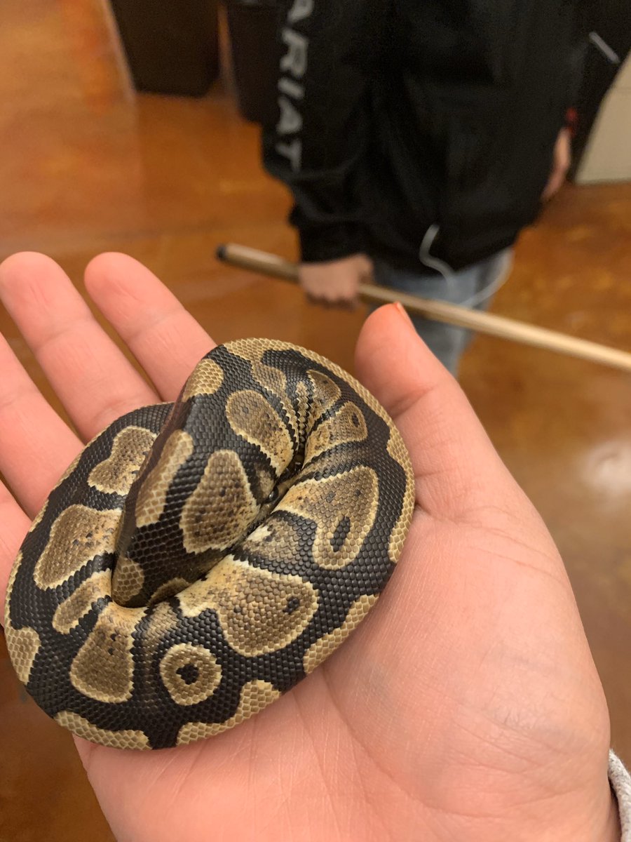 sierramora42's tweet image. If you zoom in, you can see his little eye🥺🐍 #babypython