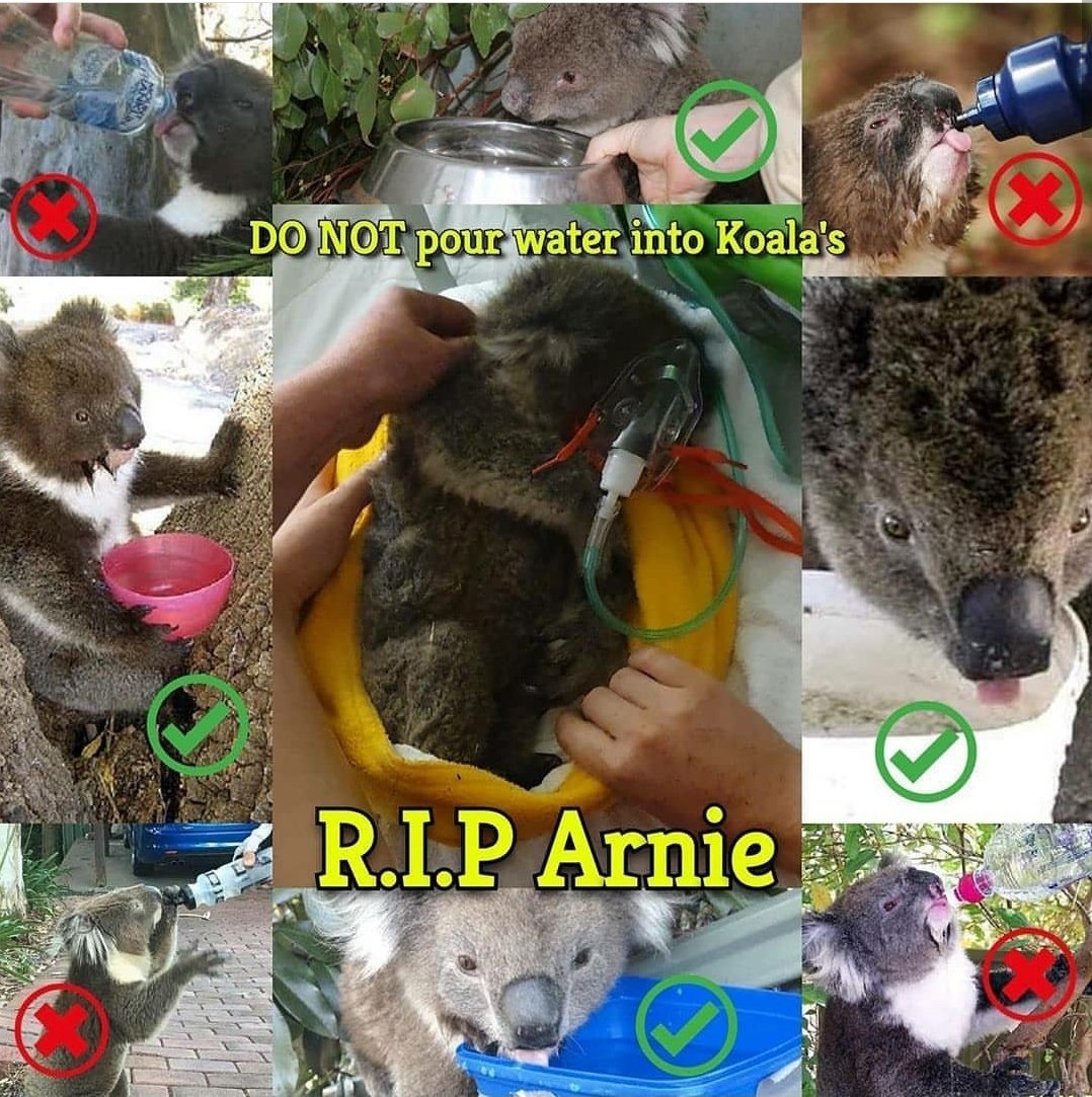 Worth keeping in mind, with the #TourDownUnder coming up/travelling through bush fire ravaged areas. All those shots of giving koalas water can actually kill them (aspirational pneumonia). Super tragic 😥 Link to post with more info
instagram.com/p/B7QbfGGAGc_/…