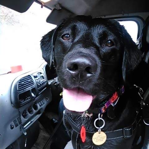  Happy birthday love listening to you on the radio xxx Michelle and Joey puppy labrador x 