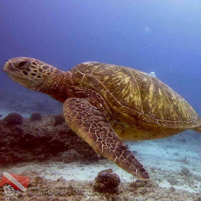scuba_hawaii's tweet photo. RainbowScuba: KGoetz2005 : It’s a beautiful turtle!
#Hawaii #scuba #Gopro #diving with #turtle #scubadivingexplorer #beautifulturtle #mondayturtle #divingexplore #greenseaturtle #underwaterfun #seaturtle #greatdiving hawaiiscubadiving … https://t.co/ijI9hWGcKP