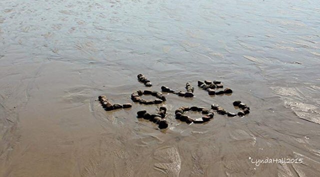 The Deans Beach And Environment Volunteers tweet media
