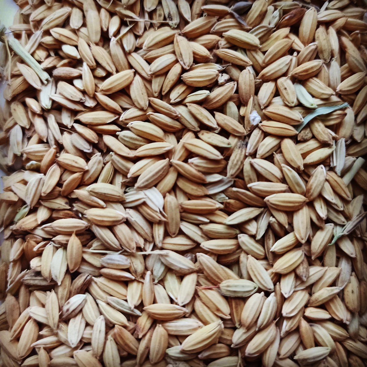 Sünnet düğünlerinde etli pilav hegemonyasını yıkmak için geliyoruz. Tosya'nın organik çeltiği maltlanacak hanım zoruyla küçük altın takanların acısını dindirecek. Sizler için çalışmaya üretmeye maltlamaya devam.🍻