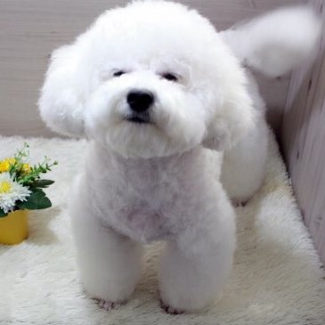 milkteu's tweet photo. i’m convinced that vivi is made of fluff and cotton candy 🐩☁️🤍 https://t.co/XTd09qou1m
