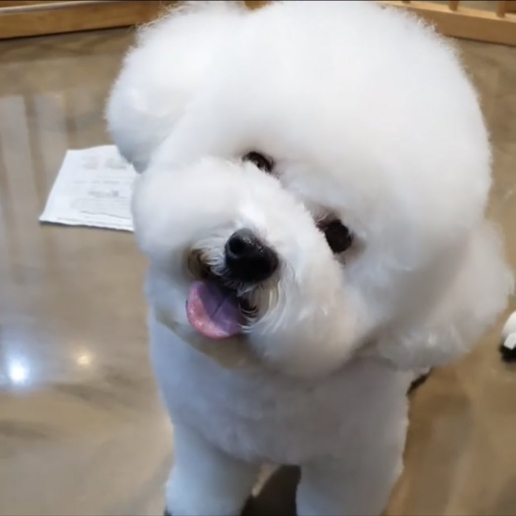 milkteu's tweet photo. i’m convinced that vivi is made of fluff and cotton candy 🐩☁️🤍 https://t.co/XTd09qou1m