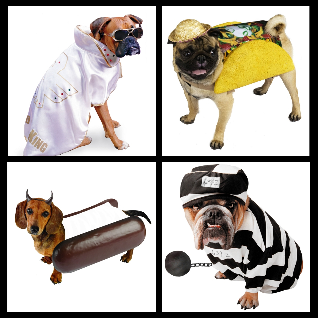 maskworld's tweet photo. Happy "Dress Up Your Pet Day"! 😄 Mal wieder ein kurioser amerikanischer Feiertag, bei dem wir gern mitmachen! 🐶🥰 https://t.co/7gdaXadgMv #hundekostüm #dressupyourpetday #ziehdeinhaustierantag #maskworld https://t.co/sIjgnIscd3