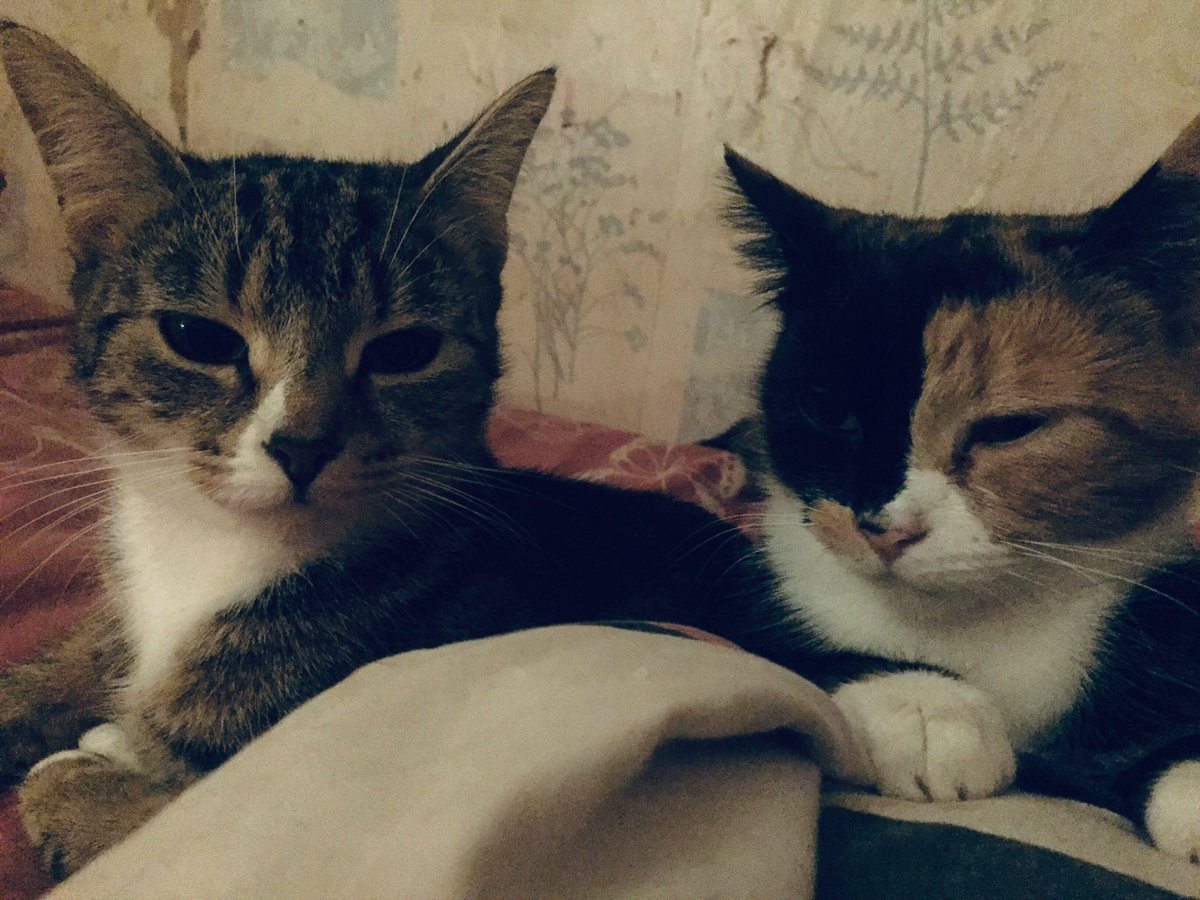 felicitypriehs5's tweet photo. @MoppyOpps I have 6 baby’s I could not live without them https://t.co/f0KoUY0EBQ