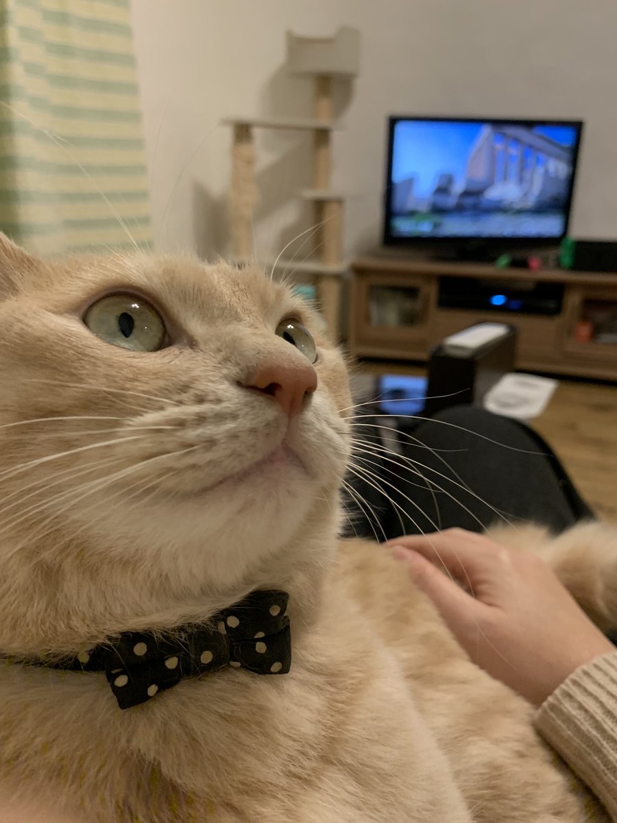 子なし夫婦と猫一匹 お尻ポンポンはいいから ご飯まだ 猫の呟き 猫のいる暮らし 茶トラ猫