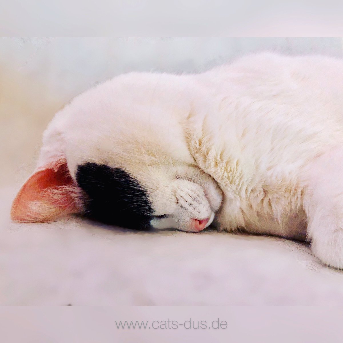 Tiger_Sternchen's tweet photo. Schaut mal: So schlafe ich besonders gerne - auf meinem Gesicht. Hihi. 🙈😻❤️😻 Habt Ihr auch lustige Schlafpositionen? 

Look: This is the way I like to sleep - on my face. Hihi.🙈😻❤️😻 Do you have funny sleeping positions?

#schnurrhaare #cat #schlafposition #sleepingposition https://t.co/dMjkYCJ2pB