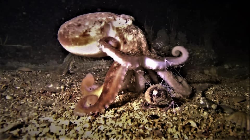 Octopus verses Armed Hermit Crab. Caught on camera on friday night. An amazing sight as the anemone shoots multiple harpoons into the Octopus, which retreats and is brought to a dead stop. When it breaks free it sculks back to its lair.