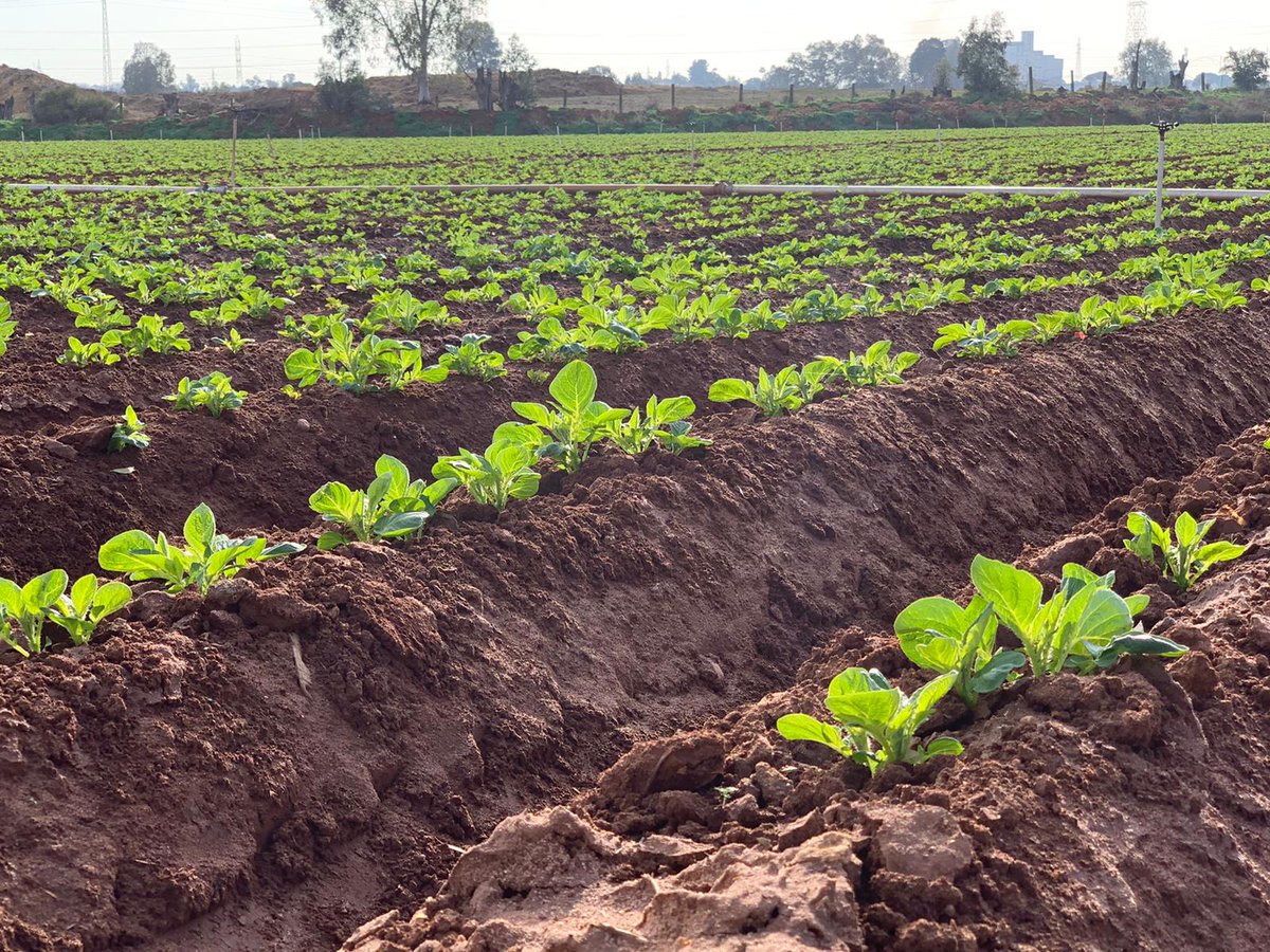 FreshNatur's tweet photo. ¡Ya empieza a brotar la planta en nuestros campos! En Mayo recogeremos la cosecha de patatas 🥔🥔

#Patatas #FreshNatur #Campo #Alimentación https://t.co/9SYZQbCu9f