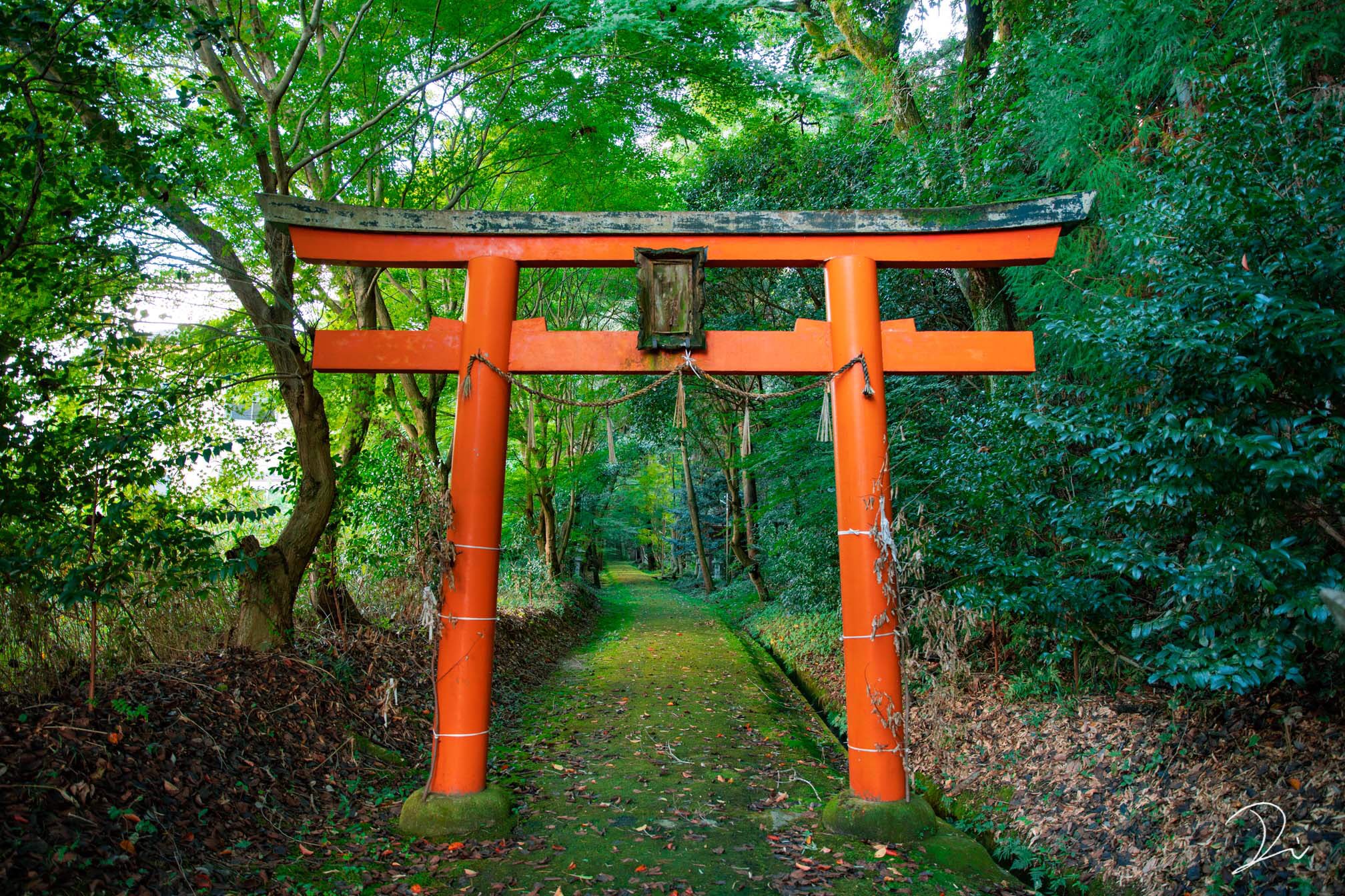 O Xrhsths うさだだぬき Usadanu Eth Sto Twitter 或る朝 苔に覆われた境内が神秘的な神社に辿り着いた 適当にいい感じの過去画像をあげる T Co Av2nuishxd Twitter