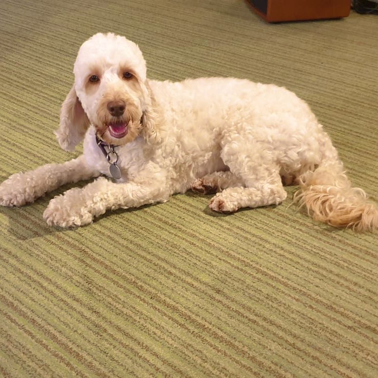 Rainy day fun at Pennington Court with entertainer Richard and his loyal sidekick Honey #carehome #olderpeople #beeston #doggo