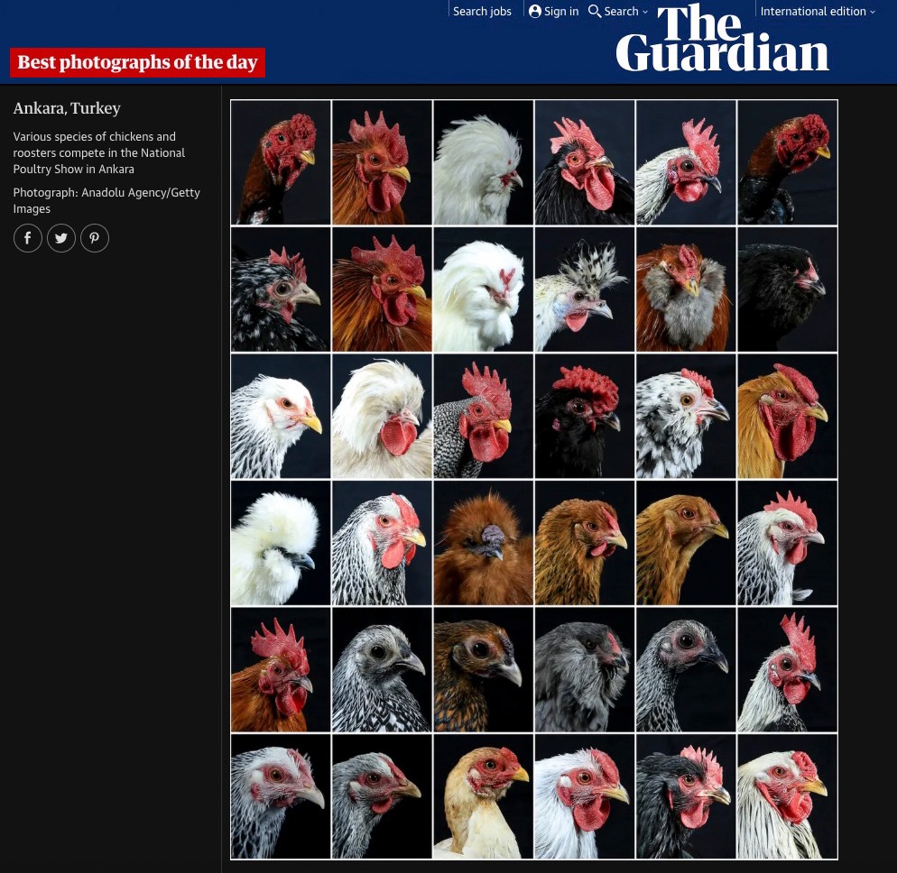 Ankara'da kümes hayvanları "güzellikte" yarıştı... 

Dünya'da günün fotoğrafları arasında yer aldı.

4. Ulusal Kümes Hayvanları Gösterisi ve Yarışması...

📸 <a href="/anadoluajansi/">Anadolu Ajansı</a> <a href="/ismailduru50/">ismail duru</a>