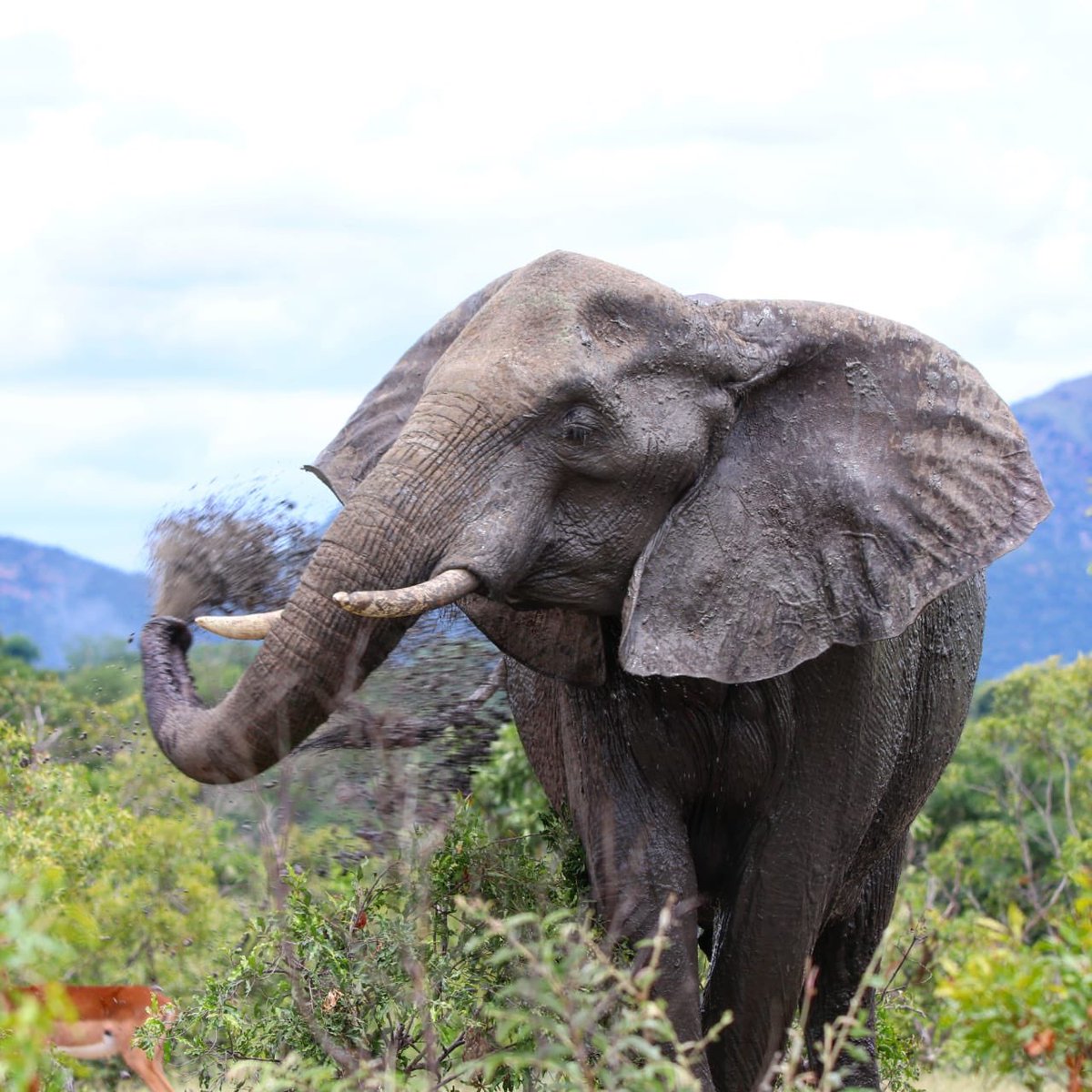 Nothing like a good mud bath 🐘 
#krugerparksafaris #africanelephants #safariholiday #big5 #southafricanwildlife #bushlife #biggame #gentlegiant #safaris #traveltuesday