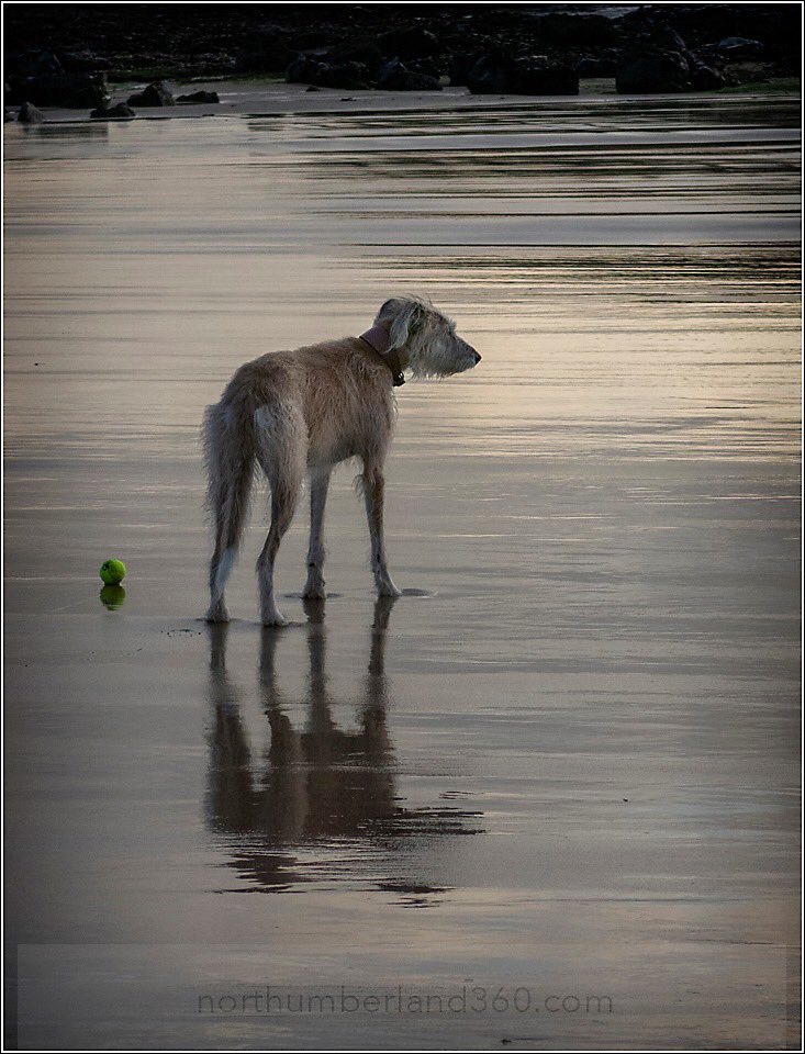 This morning I was chasing the ball like a puppy (I’m asleep now right enough...) 🐶 💤 #lurcherlove #lurcher #beach #zoomies #olddogsrule