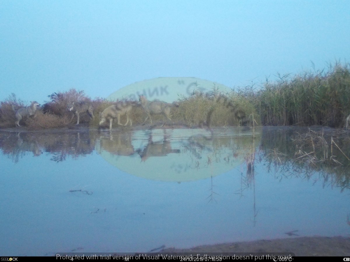 InstantWild's tweet photo. #Wolves typically hunt in packs of up to approx. 10 individuals, within territories ranging in size from 50-1,000 square miles.
Want to help to monitor #wildlife in #Russia? You can! https://t.co/m82cCGkb6q
#Stepnoi #CitizenScience #Saiga #Nature #ConservationAtYourFingertips https://t.co/ZWhscrCFzC