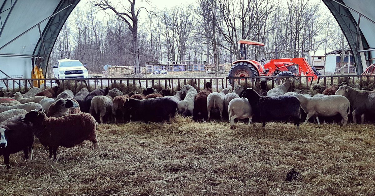 theLincFarm's tweet photo. The farm version of where's Waldo - where's Ruby?
#wolfinsheepsclothing
#farmlife #livestockguardian #predatorfriendly #workingdog #dogswithjobs #puppy #sheep #sheepdog https://t.co/APdrMzy7yj