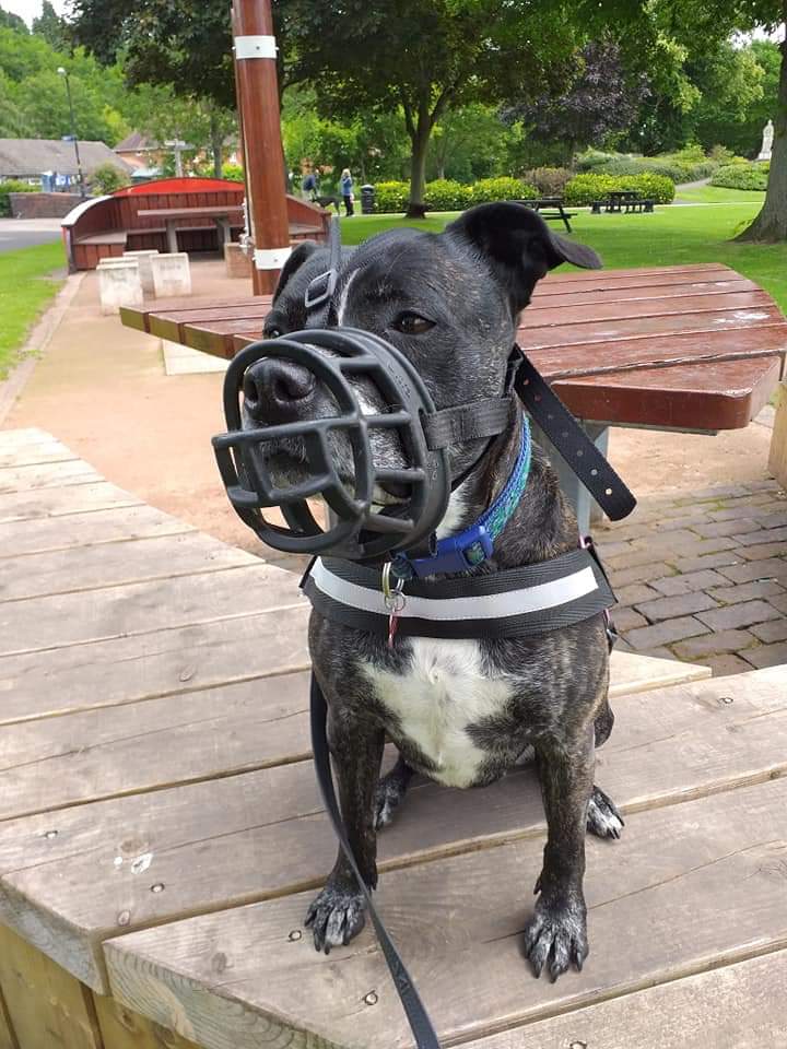 staffy muzzle
