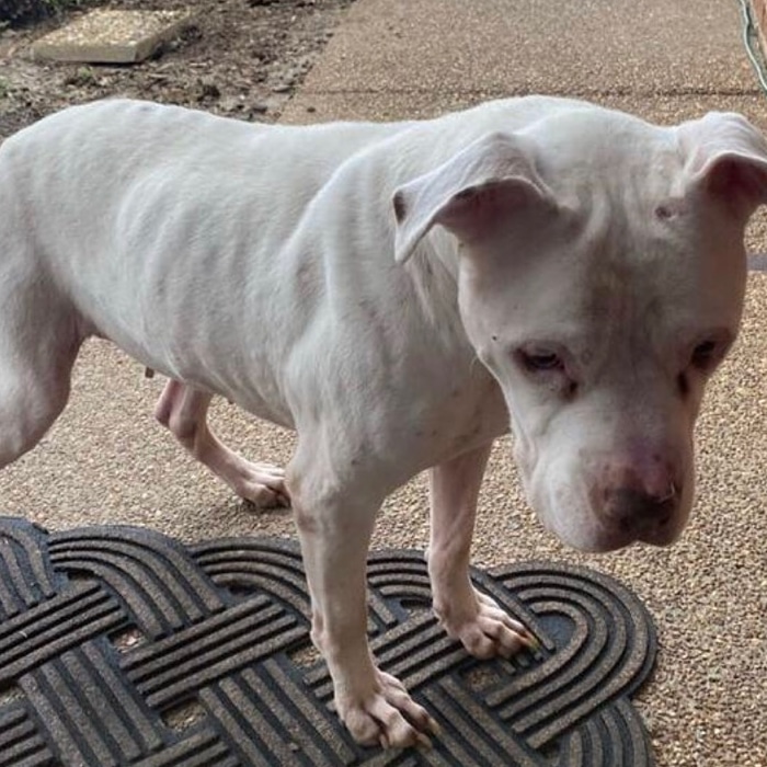 runawaypets's tweet image. Help us find Niya the American Pit Bull Terrier
Get the app runawaypets.co
⚠️ #FurAlert
#dog #dogsofinstagram #dogs #puppy #instadog #dogstagram #love #pet #cute #doglover #dogoftheday #instagram #pets #doglovers #puppies #ilovemydog #puppylove #doggy #doglife #doggo