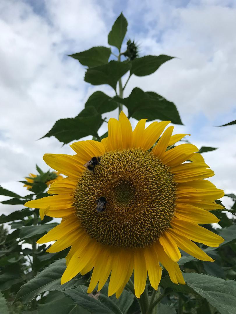 Save the Date SustFest2020 sustainablestalbans.org/2020/01/14/sav…