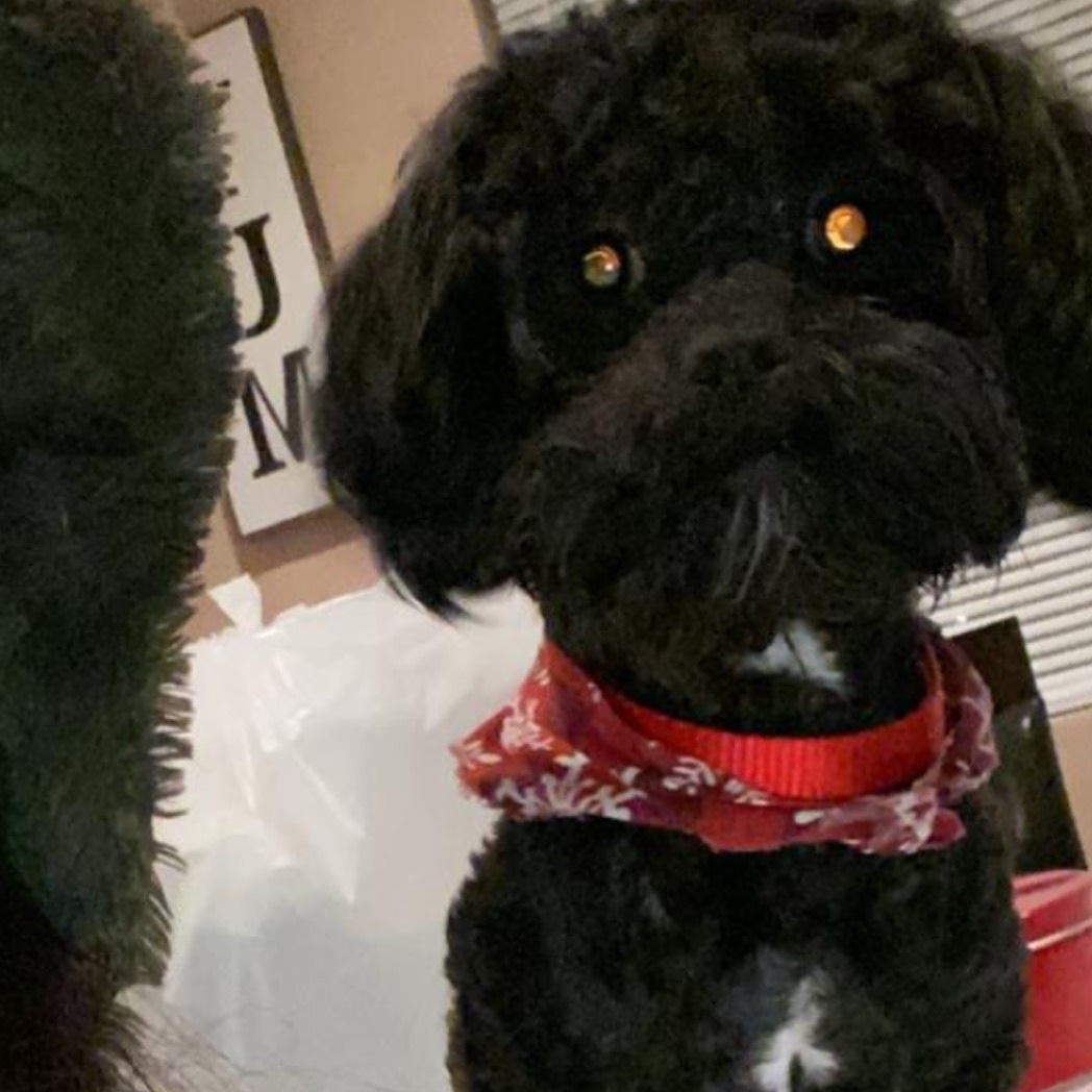 runawaypets's tweet image. Help us find Peluche the Shih Tzu
Get the app runawaypets.co
⚠️ #FurAlert
#dog #dogsofinstagram #dogs #puppy #instadog #dogstagram #love #pet #cute #doglover #dogoftheday #instagram #pets #doglovers #puppies #ilovemydog #puppylove #doggy #doglife #doggo #instagood