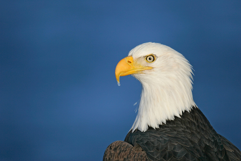 Free Bald Eagle photography tips here: youtube.com/watch?v=xYFNvU…

with love, artie