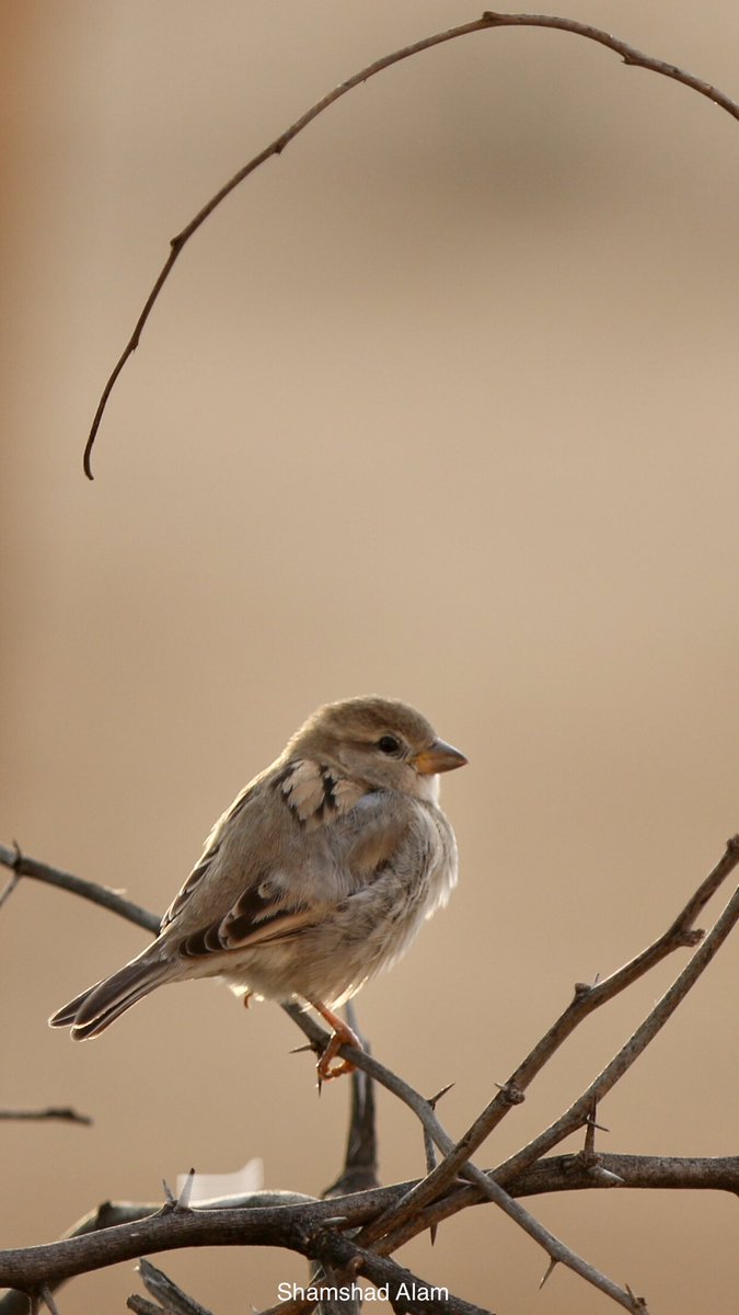 msalam01's tweet photo. House Sparrow 
#birdsofdubai #wildlifeofdubai #biodiversityofdubai #canonphotography #dubai #wildlifephotography #mushrifpark https://t.co/WiOpI0ngRM