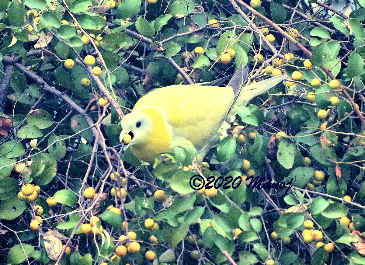 manojpandey66's tweet photo. #Yellowfooted green #pigeon (Treron phoenicopterus) in Sycamore (Gular) tree. Top head, nape cheeks bluish grey, yellowish green forehead; throat yellowish green becoming bright mustard-yellow on neck #Photography #WildLife #photo #KeoladeoNationalPark #India #Bharatpur @Avibase https://t.co/vTzKHxHxux
