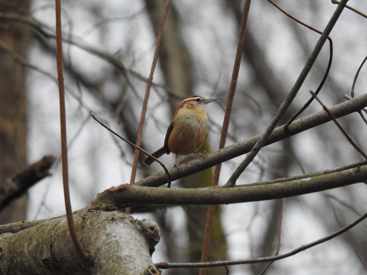 AllertonParkUI's tweet photo. Thanks to everyone who made our first annual Christmas Bird Count a success! We had 14 Volunteers (ranging in age from under 10 to over 80) who together covered 190 miles (170 driving + 20 walking) between 4am and 9pm. They counted 50 species, and 1,840 individual birds! https://t.co/y0cv9FpctS