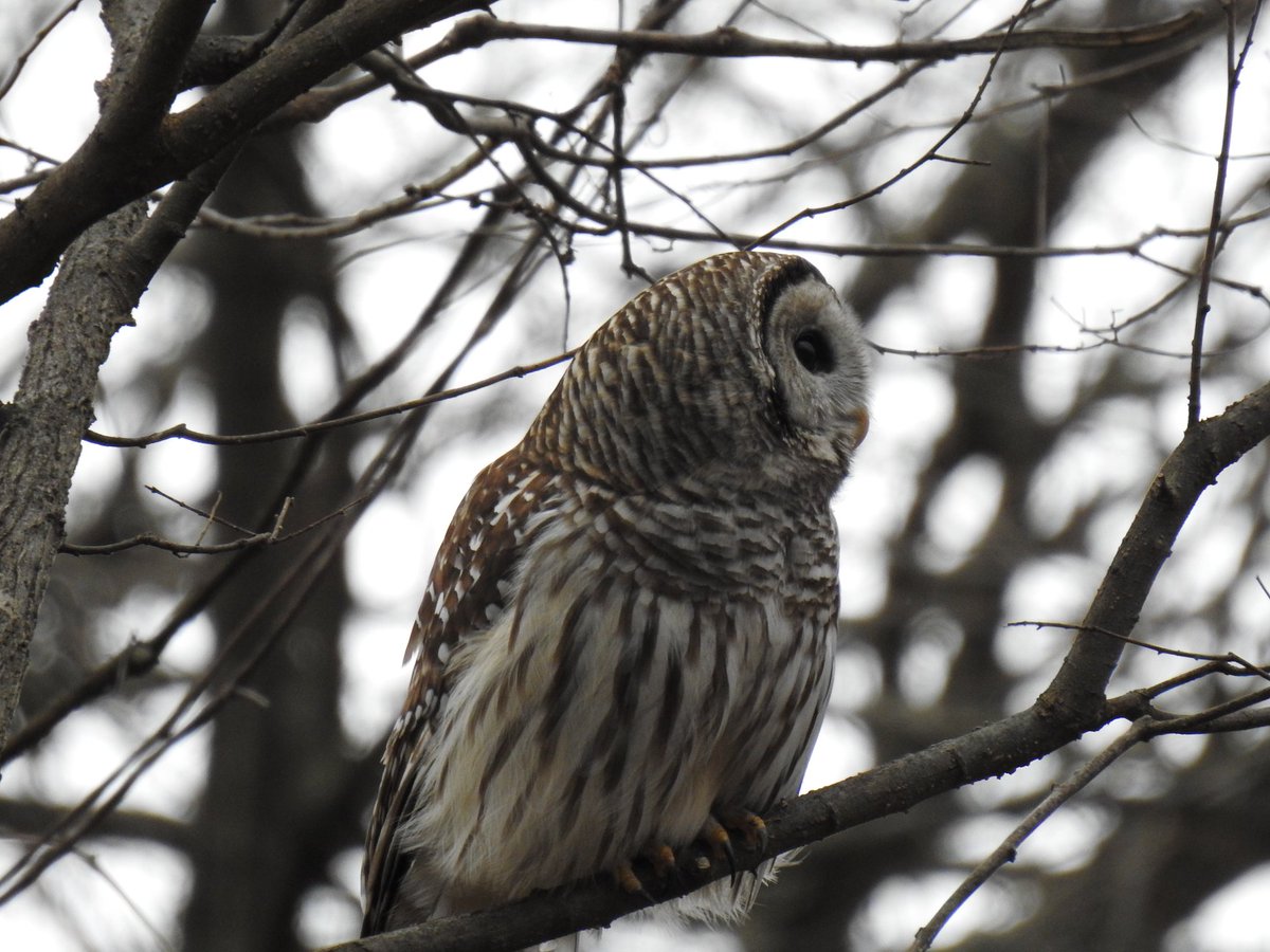 Thanks to everyone who made our first annual Christmas Bird Count a success! We had 14 Volunteers (ranging in age from under 10 to over 80) who together covered 190 miles (170 driving + 20 walking) between 4am and 9pm. They counted 50 species, and 1,840 individual birds!