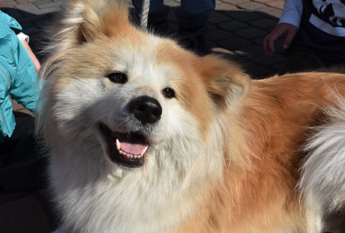 秋田犬のtwitterイラスト検索結果 古い順