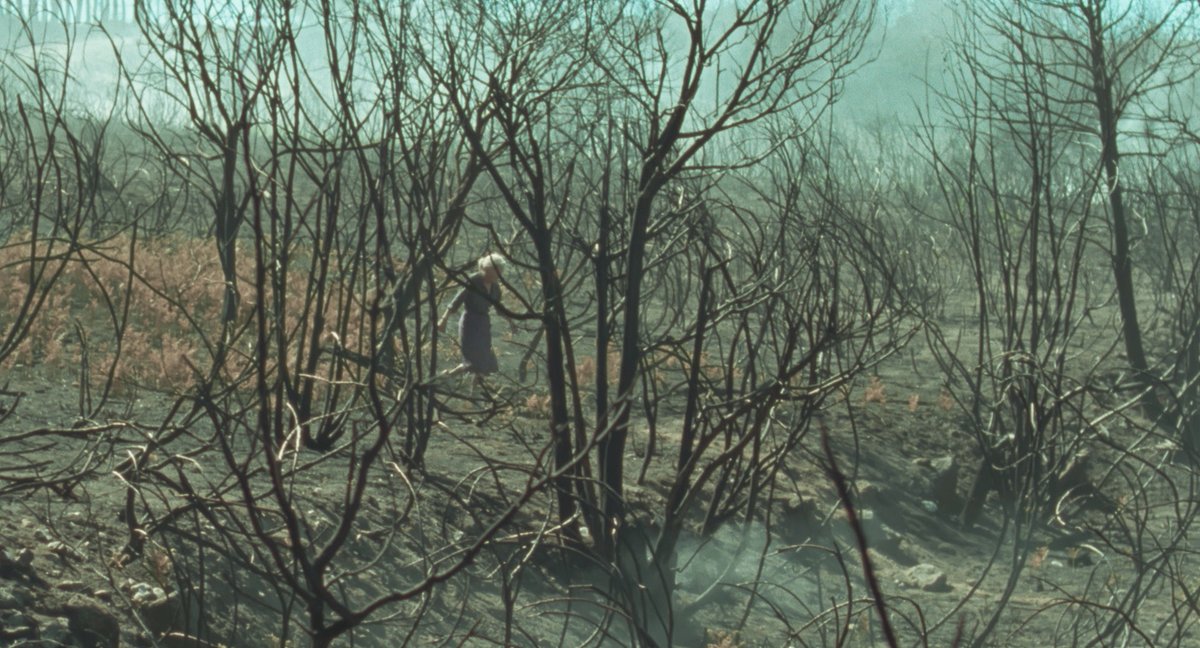 thierry videau tweet media