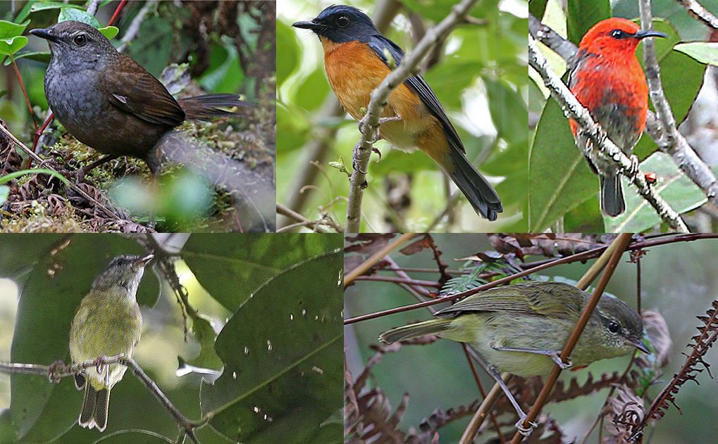 mitecogob's tweet photo. 🐥 Se han descubierto 1️⃣0️⃣ especies y subespecies de pájaros cantores en Indonesia

❗️Se trata del primer hallazgo con el mayor número de aves identificadas en una región tan pequeña en más de un siglo. 

https://t.co/WDCiqCpQEV https://t.co/y7ECya0Yib