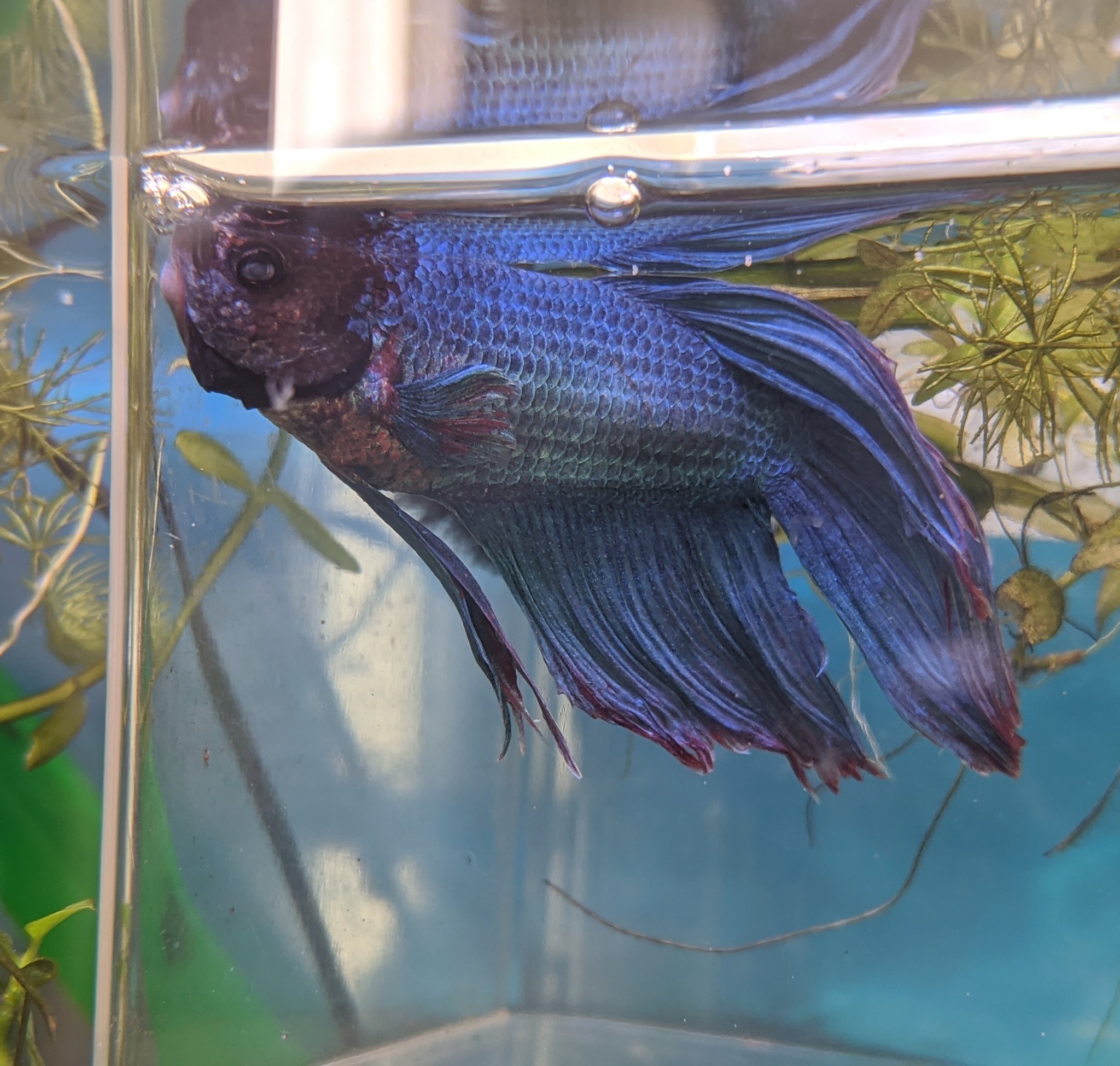 Tffarm 急に餌を食べなくなったベタ 口にできものっぽい何かができてたのでプラケースで塩浴です とりあえずひかり ベタの粒を1 3くらいに割って入れると食べてくれることが判明しました ベタ ベタ治療中 熱帯魚 T Co Lbjgdheq5l Twitter