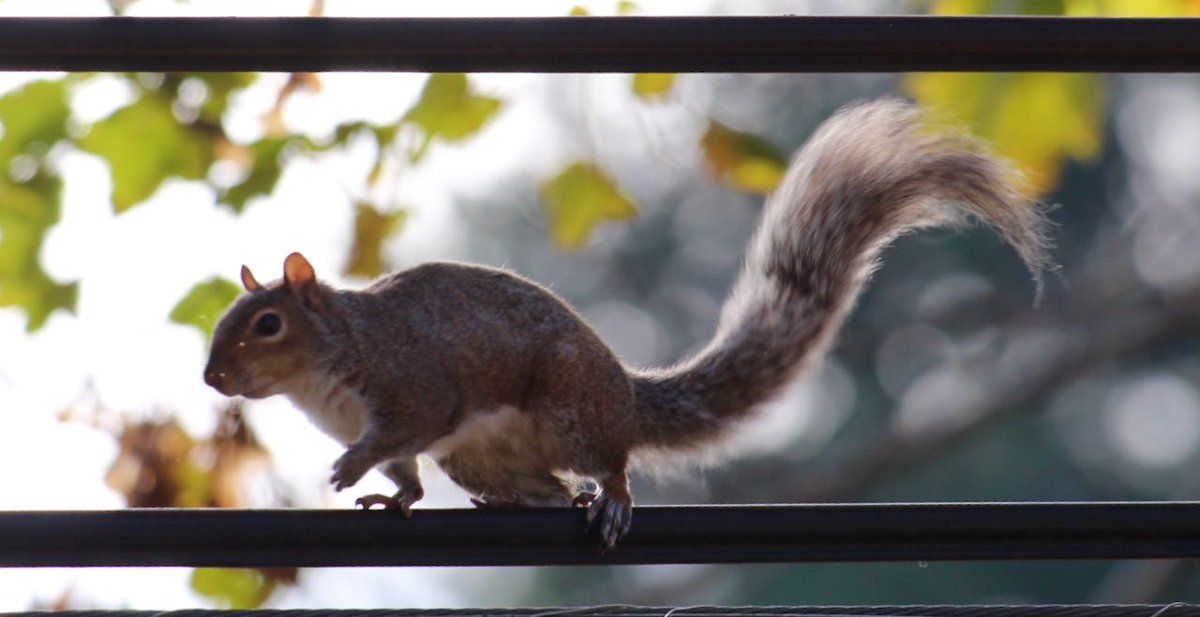 It's going to be a great day for nut gathering! #GoNuts #Squirrels!

Shake paws with the new day and conquer it.