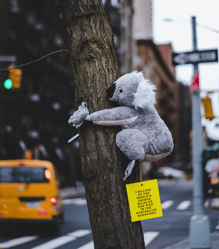 creapills's tweet photo. New York : des peluches de koala accrochées dans la ville permettent de faire des dons pour l’Australie

Plus d'infos : https://t.co/mWj3hYMKKB https://t.co/wUq9vK3s6s