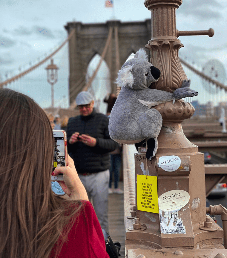 creapills's tweet photo. New York : des peluches de koala accrochées dans la ville permettent de faire des dons pour l’Australie

Plus d'infos : https://t.co/mWj3hYMKKB https://t.co/wUq9vK3s6s