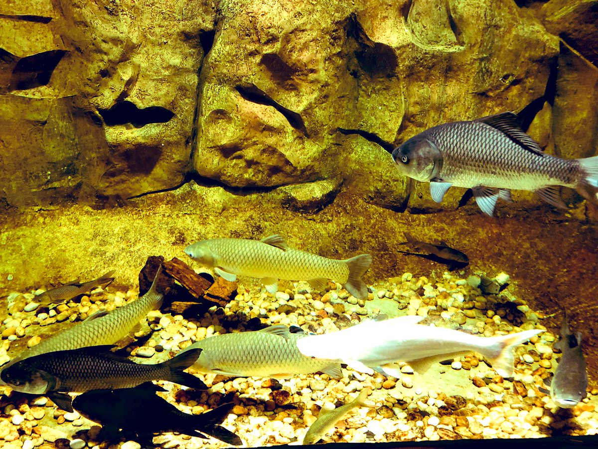 #aquarium #fishtank #plantedtank #rivermonsters #plantedaquarium #TuesdayMotivation #TuesdayThoughts #tuesdayevening #TravelTuesday #travelcompanion #travelphotography #Chennai #India 🐬🐟🐠