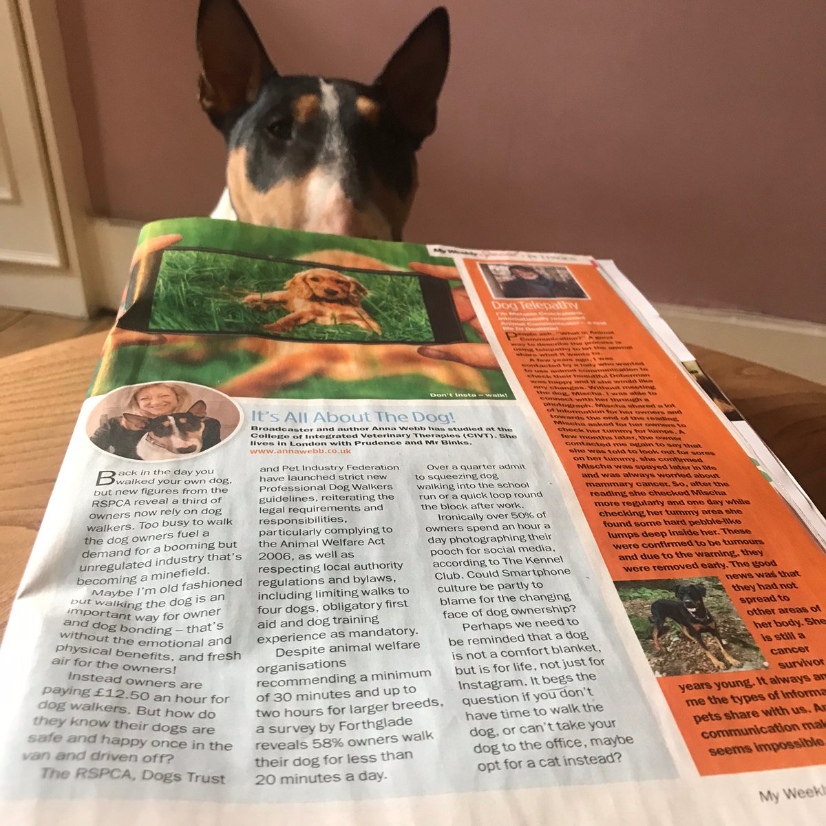 A third of us don't walk our own dog according to <a href="/RSPCA_official/">RSPCA (England & Wales)</a>, or don't walk enough, with 58% walking for less than 20 mins a day! 50% of Britain's dogs are overweight, with an unregulated dog walking industry, is it time to re-think? #WalkYourDogMonth2020 #MyWeekly #Dog