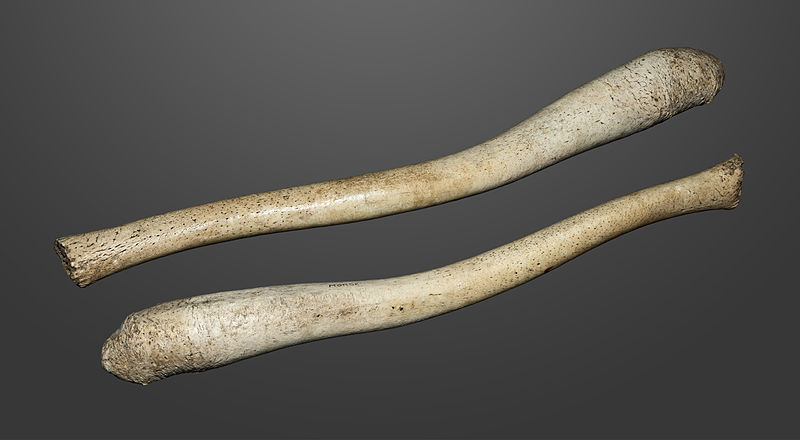 6. Sebagian mamalia punya "tulang penis" alias baculum; manusia nggak punya. Gambar: tulang penis walrus, panjang 59 cm (Didier Descouens, Muséum de Toulouse; Wikimedia Commons)