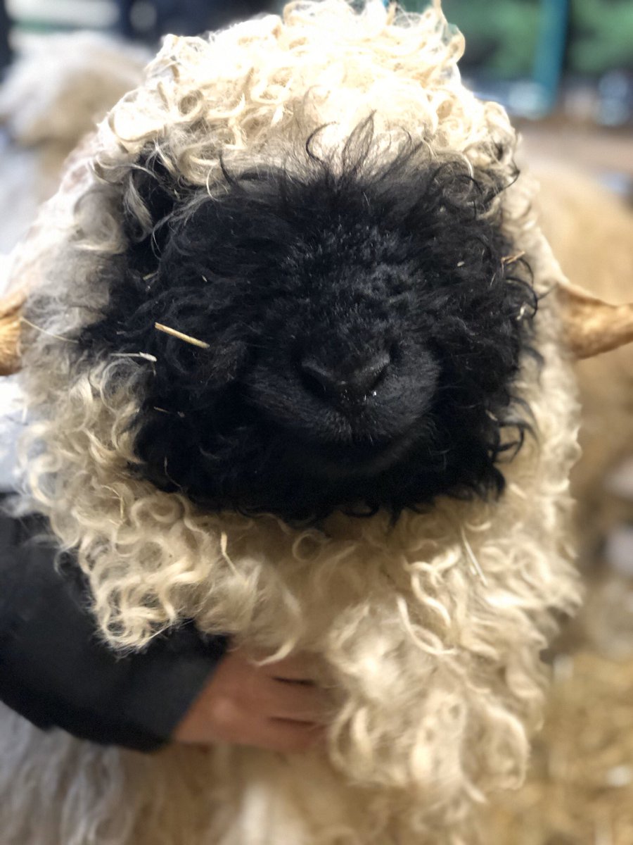 ewe_love's tweet photo. @rickygervais Sheep are some of earths gentlest creatures - no different to dogs x https://t.co/hMLv8iZXLi