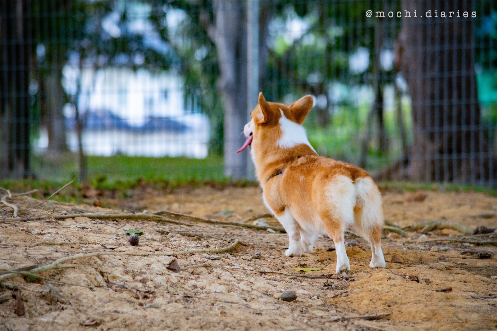 もち Mochi The Corgi 年初ドッグランにて この日は珍しくコーギーが他に3頭もいてもち母は大満足 ちなみにシンガポールではコーギーは人気犬種 ハスキーや芝犬もよく見かけます インスタもゆるーく更新中 T Co Bpszhqaam5