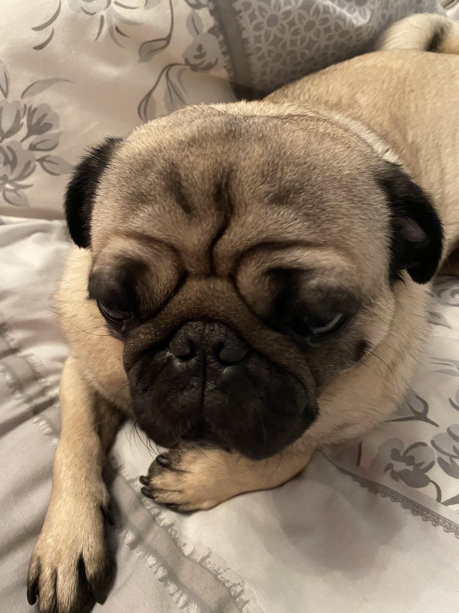 spoonfulcontent's tweet photo. @LouiseShanahan_ Morning Louise! 👋🏻 

I’m Tracey, a copywriter and founder of A Spoonful Of Content! 🥄✨

Pugsley would be reporting for duty but he’s a tired pooch this morning... 😴 #ContentClubUK https://t.co/oDiOOtXqAU