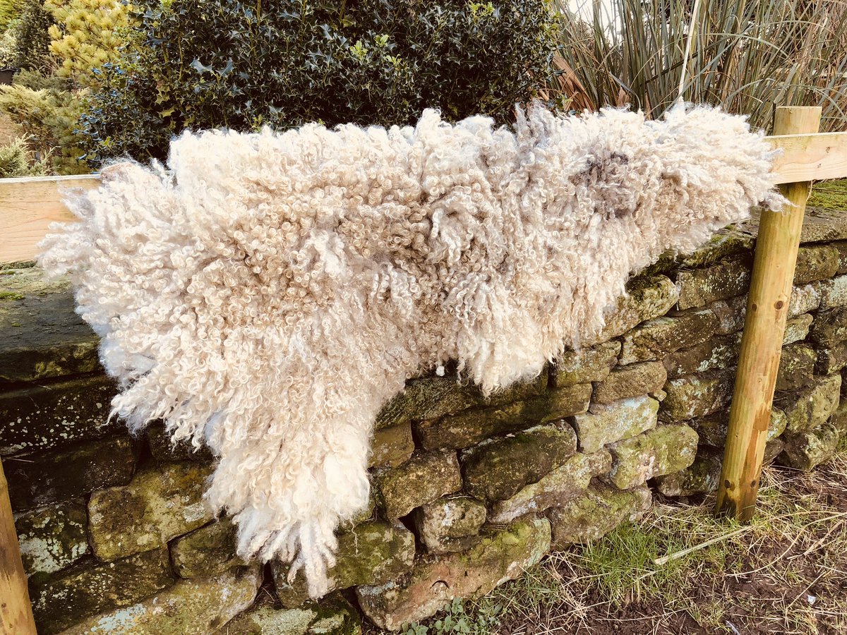 ewe_love's tweet photo. I’m creating vegetarian rugs that are made from the sheared fleece of my much loved sheep rescues, to raise both funds and awareness. Rugs with meaning and a story to tell. This one is our “flossie” who was saved from slaughter along with 4 other oldies. https://t.co/0fRPI1HsXf
