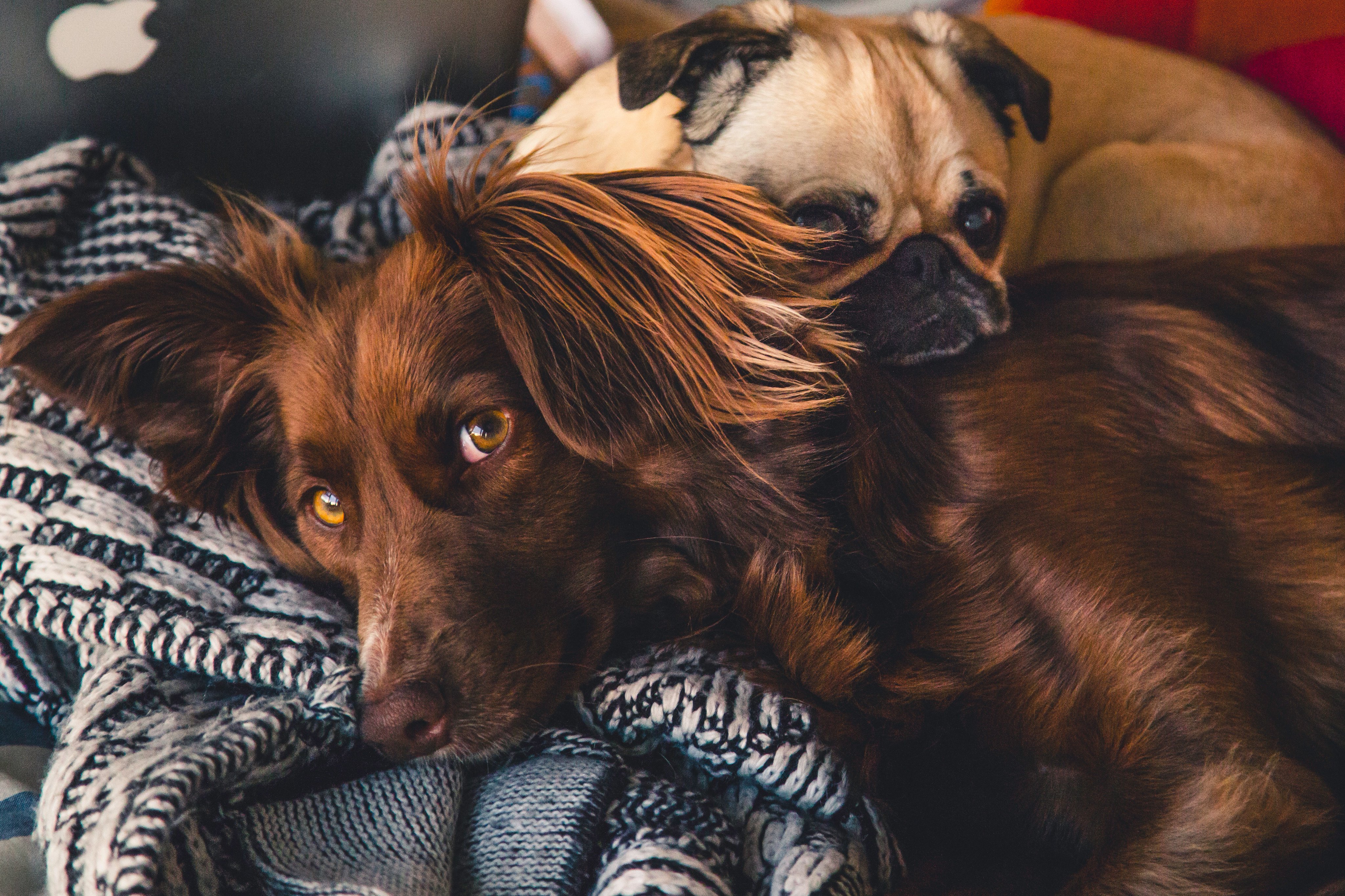 Viovet hotsell dog coats