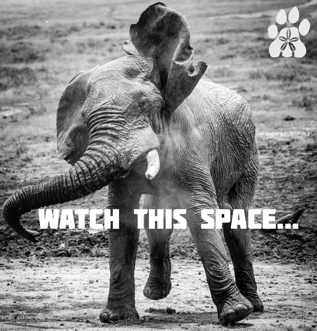 Enasoit_Kenya's tweet photo. We're 'dancing' in to the #newdecade and have kicked off with a bang! We're busy working on an incredible collaboration project with @SpaceforGiants, and we can't wait to share more with you soon!
#conservation #safari #elephants #TravelTuesday https://t.co/NZDGyBPA3y